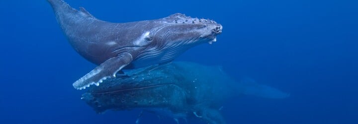 Homosexuální velryby? Podívej se na historicky první fotku souložících keporkaků