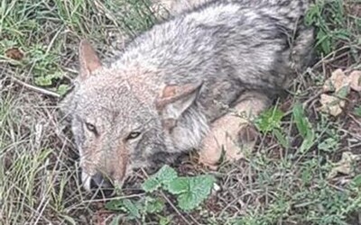 Houbaři na Karlovarsku našli v příkopě zraněného vlka. Zřejmě jej srazilo auto