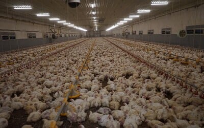 Hrozivé podmínky kuřat chovaných pro Albert. Ochránci zvířat odstartovali kampaň, supermarket se vyjádřil (Aktualizováno)