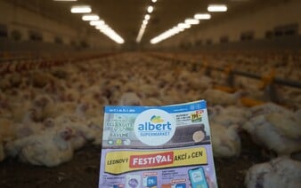 Hrozivé podmínky kuřat chovaných pro Albert. Ochránci zvířat odstartovali kampaň, supermarket se vyjádřil (Aktualizováno)