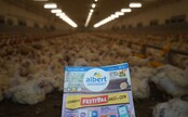 Hrozivé podmínky kuřat chovaných pro supermarket Albert. Ochránci zvířat odstartovali novou kampaň