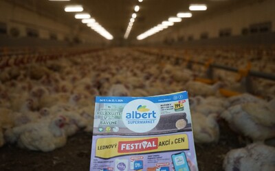 Hrozivé podmínky kuřat chovaných pro supermarket Albert. Ochránci zvířat odstartovali novou kampaň