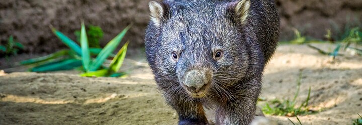 Influencerka odebrala mládě vombata od matky. Internet i australská vláda jí dali čočku, lidé žádají vyhoštění