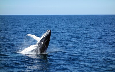 Island plánuje od roku 2024 skončit s lovem velryb