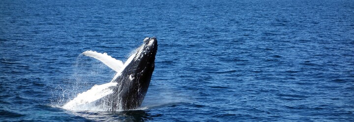 Island plánuje od roku 2024 skončit s lovem velryb
