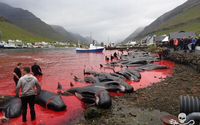 Island plánuje v dalších 5 letech zabít více než 2 000 velryb