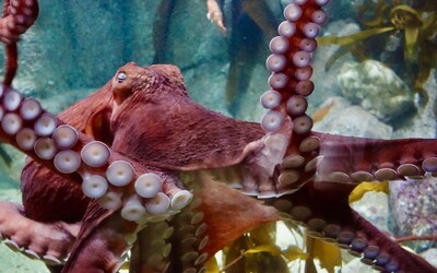 Jak funguje mozek chobotnice? Výzkumný tým se snaží zorientovat v „naprosto bizarních“ mozkových signálech