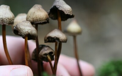 Jak magické houbičky ovlivňují pracovní návyky. Vědecký tým zjišťuje souvislost mezi psilocybinem a menší vůlí k přesčasům