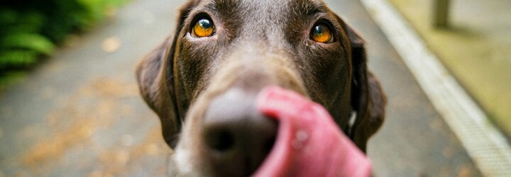 Jak na péči o srst psa? Výživa hraje jednu z hlavních rolí