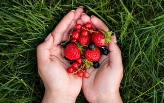 Jaké ovoce v lese sbírat? Tenhle přehled z tebe udělá zkušeného znalce