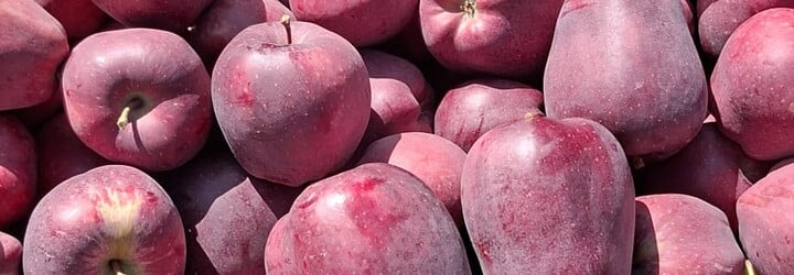 Jano bol na jablkovej brigáde v Taliansku: Robili sme 22 dní bez voľna, no za tie peniaze by som sa tam určite vrátil (Rozhovor)