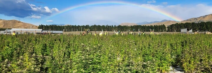 Jano dal výpoveď v korporáte a odišiel na Nový Zéland. Oberal som na farme marihuanu aj kiwi, rok som býval v aute (Rozhovor)