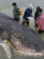 Japonci už zabili první velrybu. Teprve nedávno obnovený komerční lov už má svou oběť