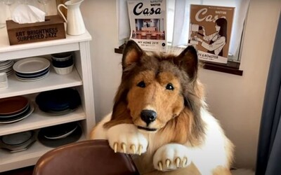 Japonec žije ako pes. Za realistický kostým zvieraťa zaplatil 14 000 eur