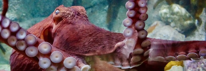 Japonské město si za pandemickou finanční pomoc postavilo obrovskou sochu chobotnice 