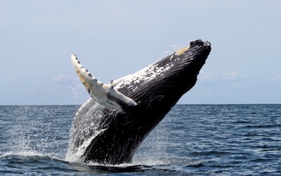 Japonsko začína opätovne loviť veľryby na komerčné účely, oficiálne tak naposledy urobilo v roku 1986