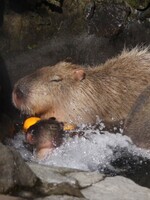 Japonští vědci změřili, jak moc mají kapybary rády vodní lázně. Podívej se na nejroztomilejší výzkumný diagram