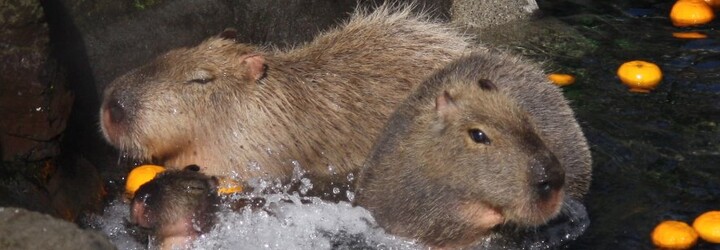 Japonští vědci změřili, jak moc mají kapybary rády vodní lázně. Podívej se na nejroztomilejší výzkumný diagram