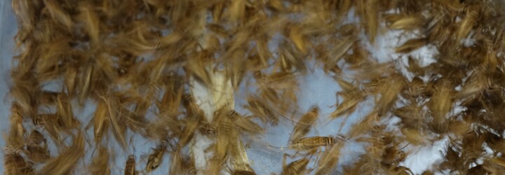 Je hmyz potravinou, která nás v budoucnosti zachrání před hladem? Navštívili jsme farmu na chov cvrčků, abychom zjistili odpověď