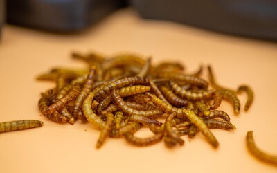 Je libo satay z larev? Asijská země schválila hmyz jako oficiální potravinu