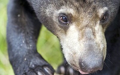 Je v čínské zoo místo medvěda převlečený člověk? Vedení zahrady se nařčením brání