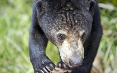 Je v čínské zoo místo medvěda převlečený člověk? Vedení zahrady se nařčením brání