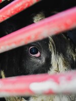 Jedny z nejvíce násilných praktik v Česku. Nové video odhaluje utrpení krav u dodavatelů Mlékárny Kunín