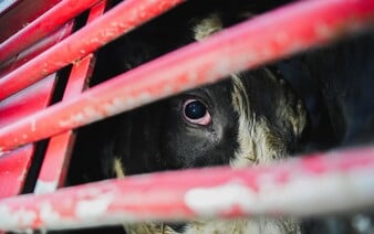 Jedny z nejvíce násilných praktik v Česku. Nové video odhaluje utrpení krav u dodavatelů Mlékárny Kunín