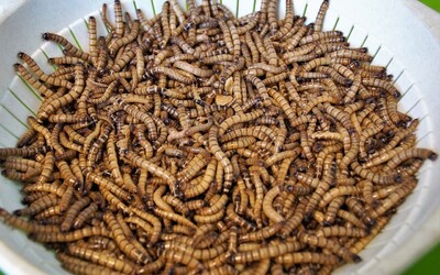 Jezte larvy a bojujte tak se změnou klimatu, vyzývají vědci