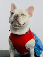 KVÍZ: Jsme opravdoví fanoušci hokeje? Tipni si, kolik Čechů kupuje mazlíčkům fanouškovský merch