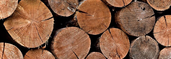 KVÍZ: Poznáš druh dřeva?