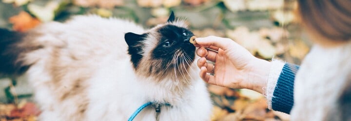 KVÍZ: Poznáš kočičí plemeno podle jediné fotky? Dokaž, jak velký cat lover jsi