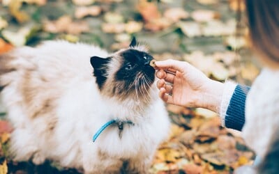 KVÍZ: Poznáš kočičí plemeno podle jediné fotky? Dokaž, jak velký cat lover jsi