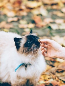 KVÍZ: Poznáš kočičí plemeno podle jediné fotky? Dokaž, jak velký cat lover jsi