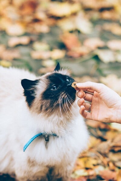 KVÍZ: Poznáš kočičí plemeno podle jediné fotky? Dokaž, jak velký cat lover jsi