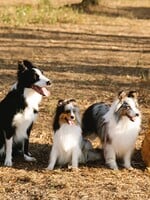 KVÍZ: Poznáš plemeno psa podle štěněte? Tady se prokážou pouze praví milovníci psů