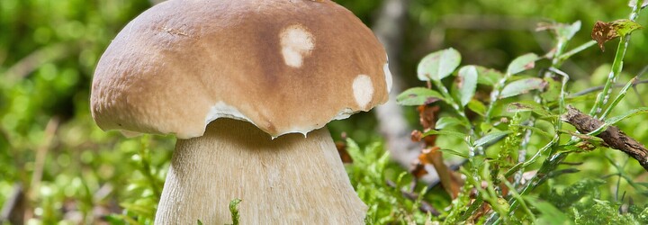 KVÍZ: Poznáš všechny druhy hříbků?