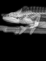 KVÍZ: Poznáš zvíře na rentgenu? Otestuj se a zjisti, jestli bys mohl*a pracovat na veterině 