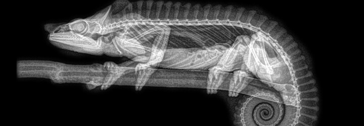 KVÍZ: Poznáš zvíře na rentgenu? Otestuj se a zjisti, jestli bys mohl*a pracovat na veterině 