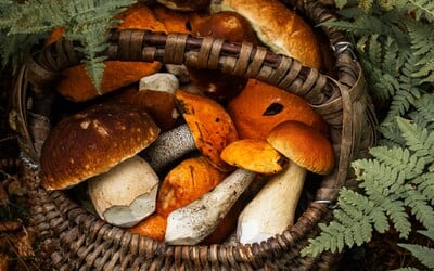 KVÍZ: Rozeznáš jedovaté houby od jedlých?