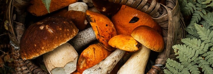 KVÍZ: Rozeznáš jedovaté houby od jedlých?