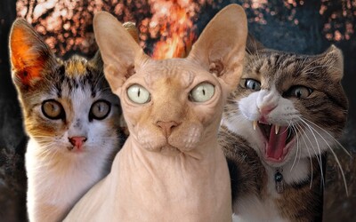 KVÍZ: Spoznáš plemeno mačky podľa obrázka? Otestuj sa, či trafíš všetky bez zaváhania