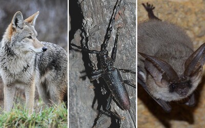 KVÍZ: Uhádneš, ktoré z týchto zvierat môžeš nájsť v slovenskej prírode? OTESTUJ SA