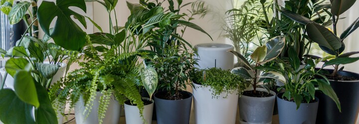 KVÍZ: Vyznáš sa v izbových rastlinách?