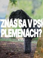 KVÍZ: Vyznáš sa v psích plemenách? Uhádnuť všetky správne dá zabrať nejednému psíčkarovi
