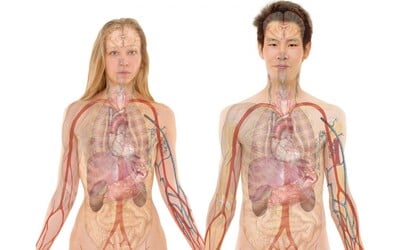 KVÍZ: Vyznáš se v lidských orgánech? Otestuj se