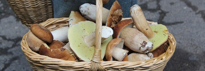 KVÍZ pro houbaře: Na které houbě si pochutnáš a po které můžeš i umřít?  