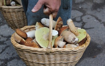 KVÍZ pro houbaře: Na které houbě si pochutnáš a po které můžeš i umřít?  