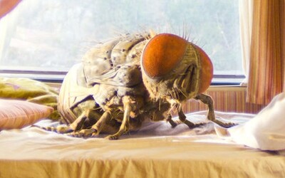 Kamaráti si adoptujú obriu muchu, ktorú začnú trénovať ako svoje domáce zvieratko. Takúto komédiu si ešte nevidel