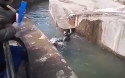 Kamery zachytily opilého mladíka, který přelezl ohradu v zoo. Lekl se medvědice a snažil se ji utopit